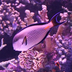 Acanthurus sohal