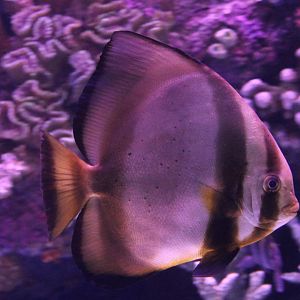 Batfish