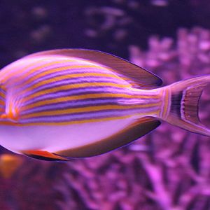 Acanthurus lineatus