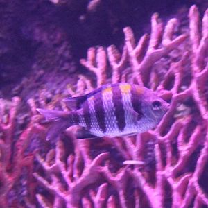 Abudefduf saxatilis - Sergeant Major