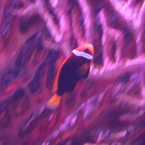 Clownfish ID