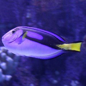 Paracanthurus hepatus