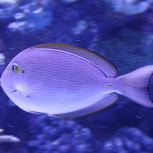 Elongate surgeonfish - Acanthurus mata