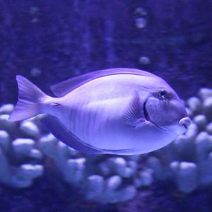 Surgeonfish ID