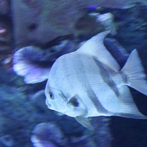 Atlantic spadefish - Chaetodipterus faber