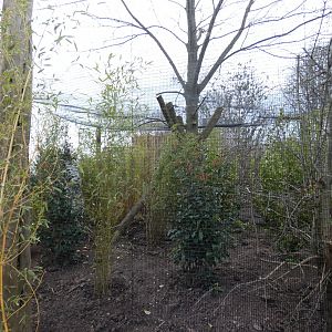 New Prevost's Squirrel enclosure in Islands
