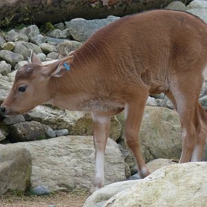 Banteng Calf
