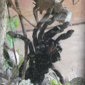 Singapore Blue Tarantula