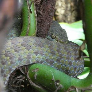 Beautiful Pit Viper