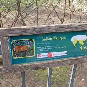 Indian Muntjac Signage