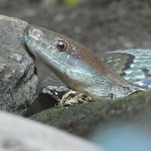 Moellendorff Rat Snake