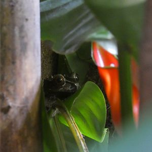 Crowned Tree Frog