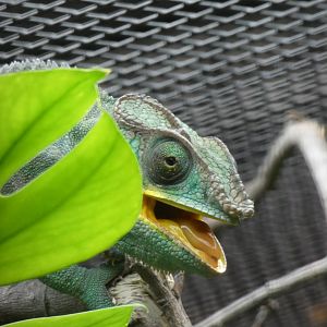Panther Chameleon