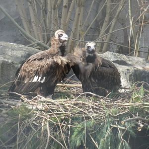 European Black Vulture