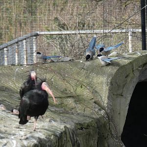Northern Bald Ibis & Azure-winged Magpie