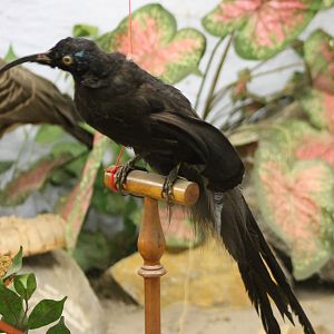 Bird-museum - Myers sickle-bill