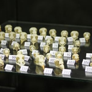 Bird-museum - bird-skulls