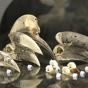 Bird-museum - Hornbill and other bird-skulls