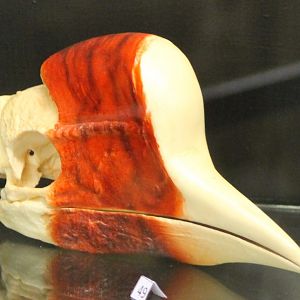 Bird-museum - Helmeted hornbill-skull