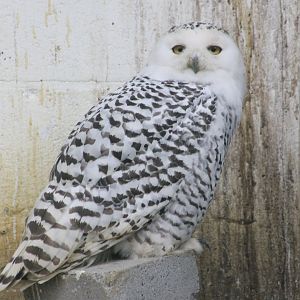 Snowy owl