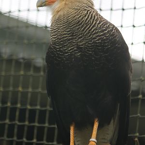 Southern crested caracara