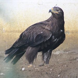 Steppe eagle