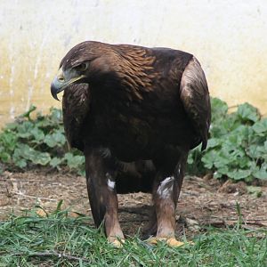 Golden eagle