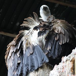 Griffon vulture