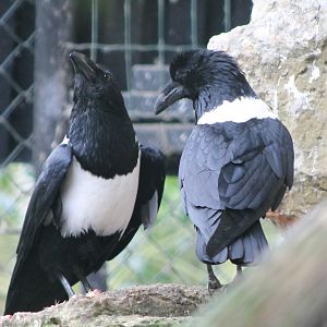 Pied crows