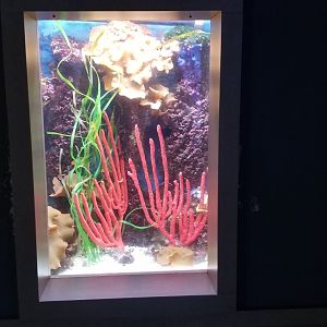 Mar. 2018 - Unseen New World - Lined Seahorse + Dusky Pipefish Tank