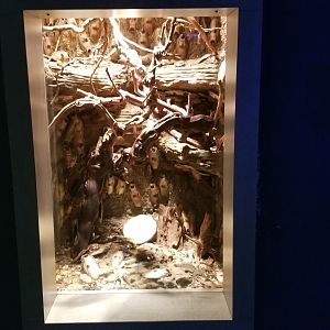 Mar. 2018 - Unseen New World - Giant Cockroach Exhibit