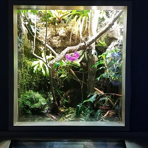 Mar. 2018 - Unseen New World - Giant Cuban Anole + False Chameleon Exhibit