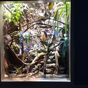 Mar. 2018 - Unseen New World - Haitian Anole + Hispianolan Tree Frog Exhibit