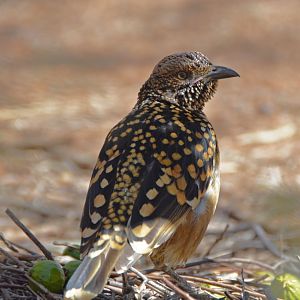 Spotted bowerbird