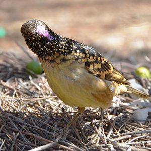 Spotted bowerbird 2
