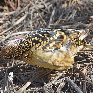 Spotted bowerbird 3