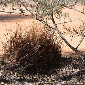 Spotted bowerbird  display bower