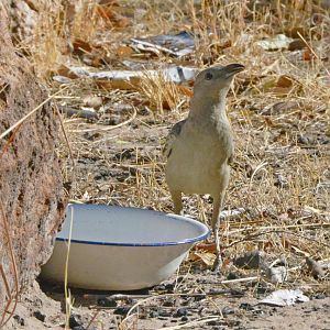 Great bowerbird
