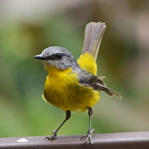 Easter yellow robin