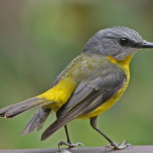 Eastern yellow robin 2