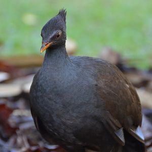 Orange-footed scrubfowl
