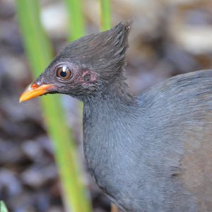 Orange-footed scrubfowl 2