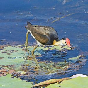 Comb-crested jacana