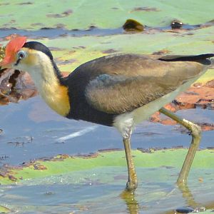 Comb-crested jacana 2