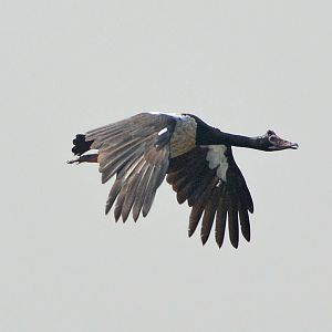 Magpie goose