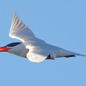 Caspian tern