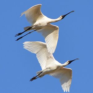 Royal spoonbills