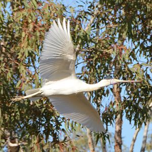 Yellow-billed spoonbill