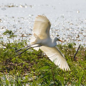 Intermediate egret