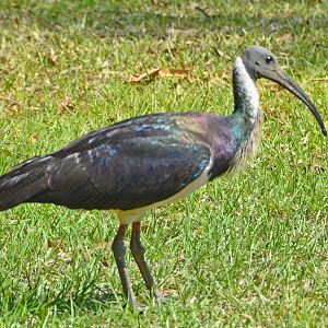 Straw-necked ibis